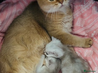 British Shorthair cats - Advert 22