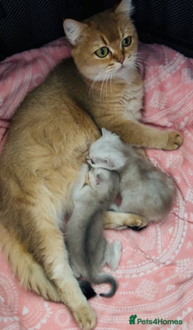 British Shorthair cats - Advert 2