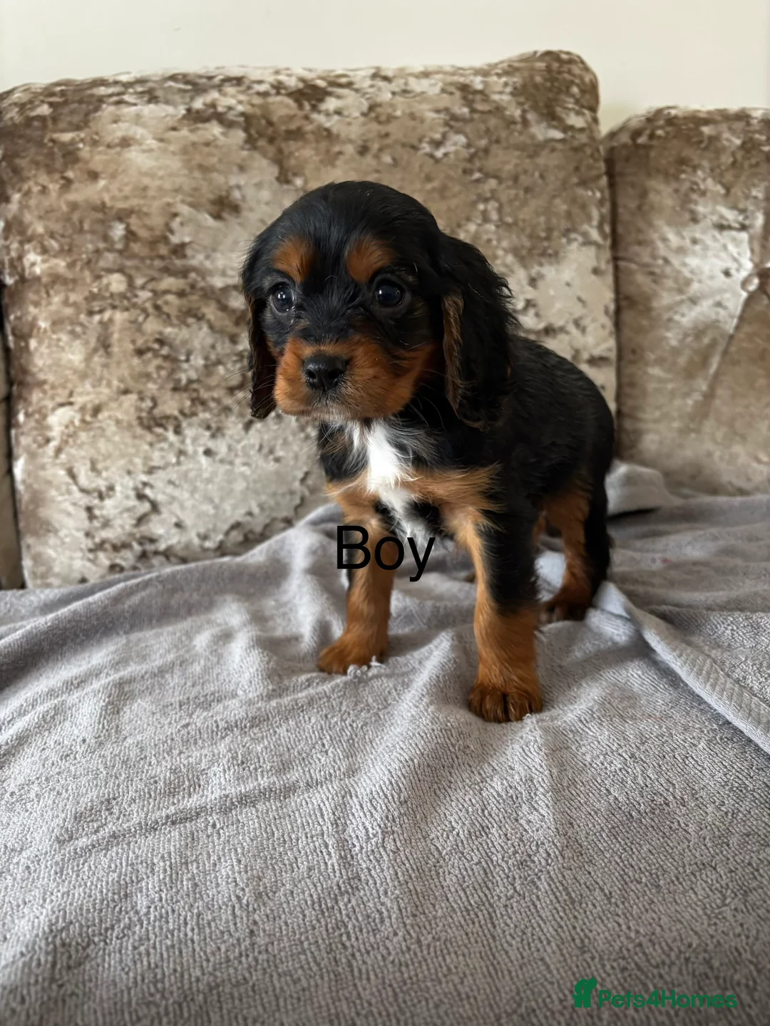 Cockalier dogs for sale: Cockalier puppies - Advert 2