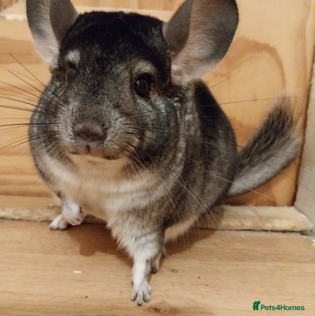 Chinchilla rodents for sale: Female chinchilla called Angel  - Advert 2