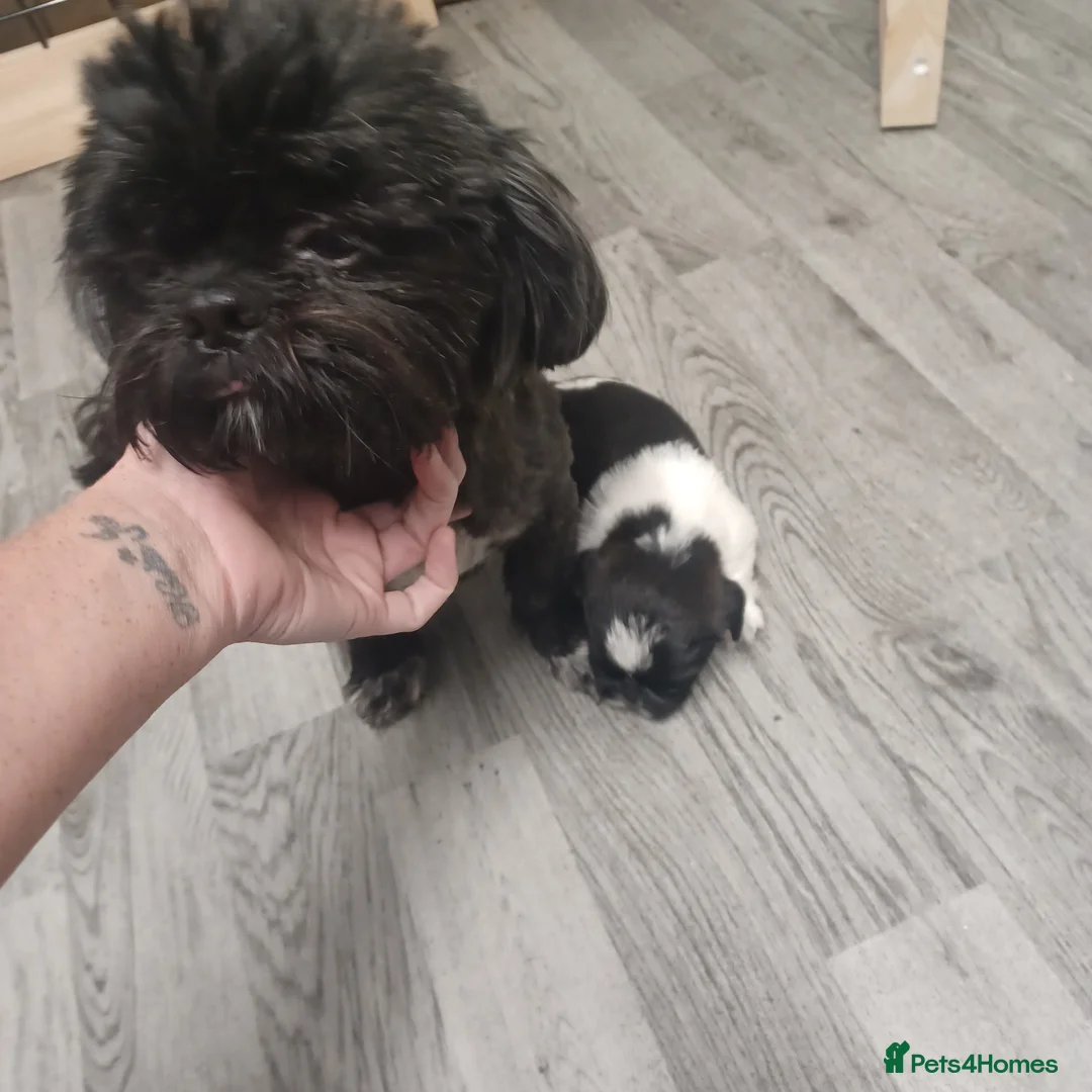 Mixed Breed dogs for sale: Jack shu puppies in Spennymoor - Advert 2