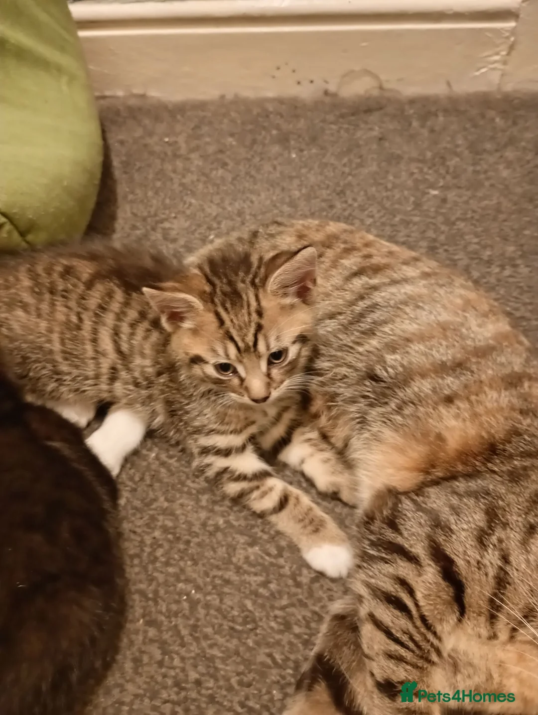 Mixed Breed cats for sale: Female kitten in Leeds - Advert 2