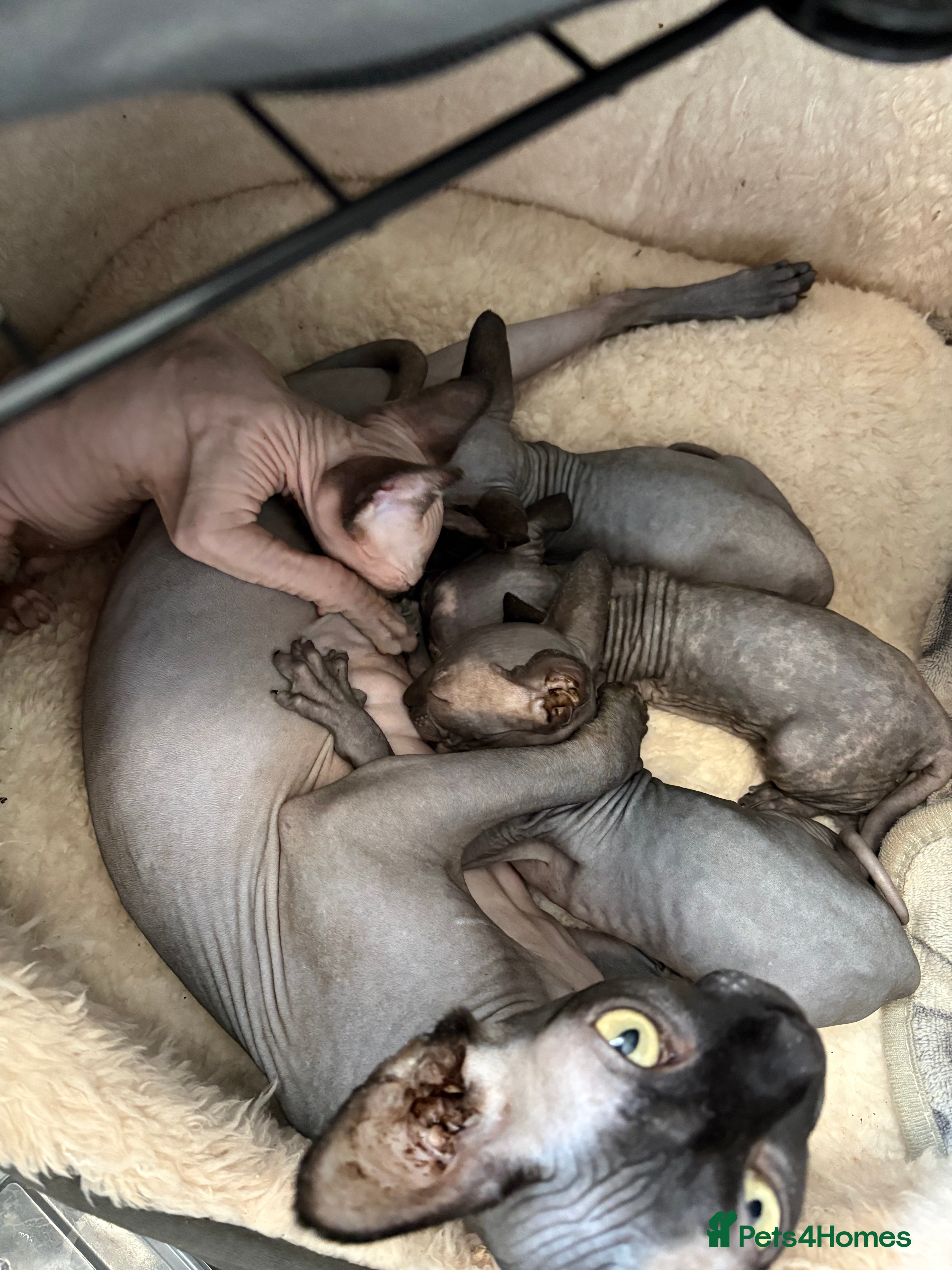 Sphynx cats Last Boy  - Advert 2