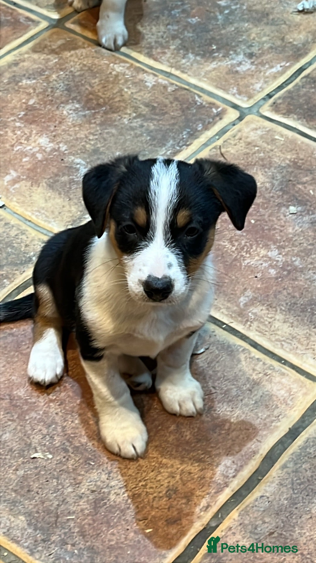Mixed Breed dogs for sale: Beautiful mixed breed pups - Advert 4