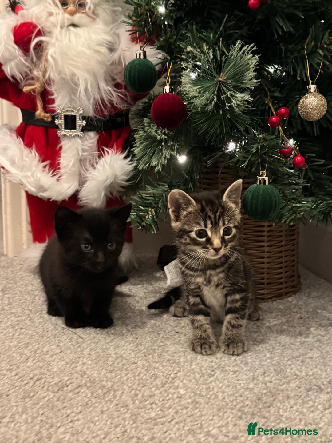 Mixed Breed cats for sale: Gorgeous Kittens ready to go in 2 weeks - Advert 18