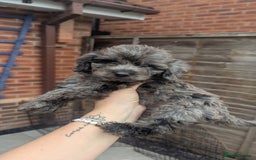 Cockapoo dogs for sale: Cockapoo Puppies (TOY) - Image 35