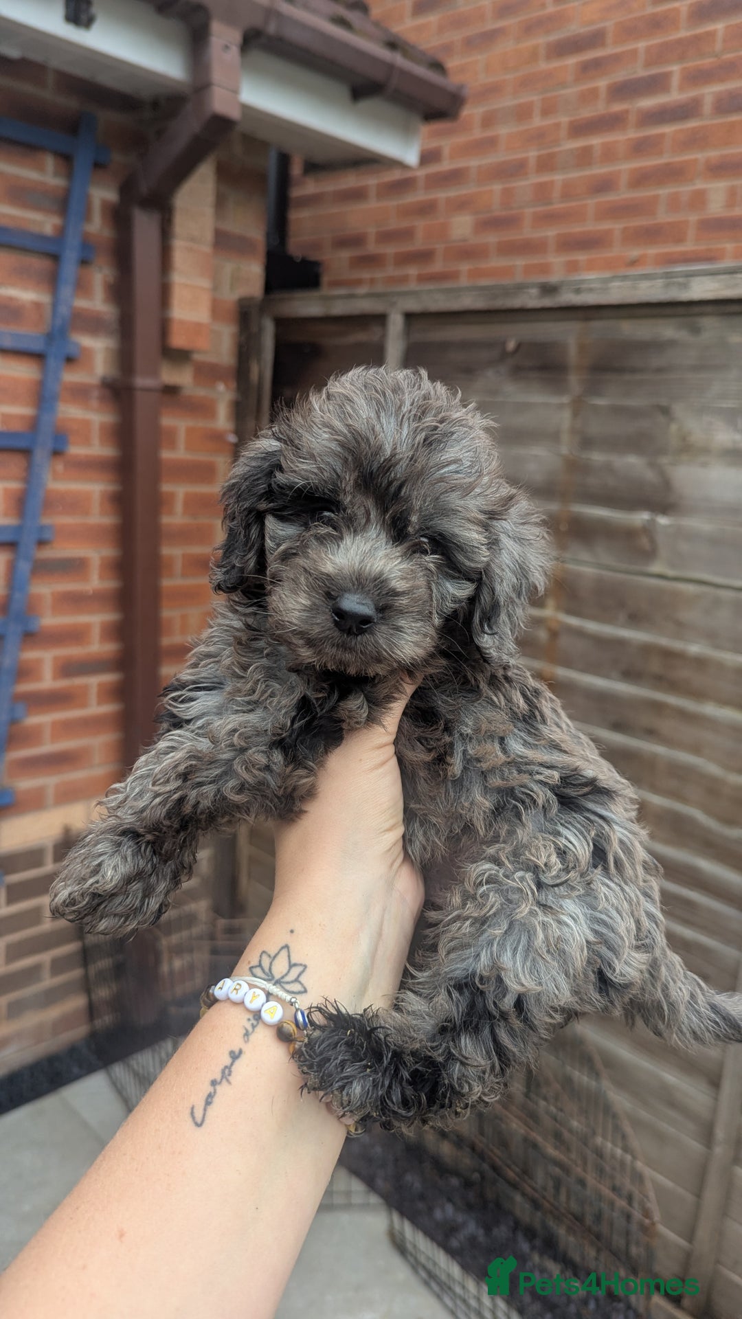 Cockapoo dogs for sale: Cockapoo Puppies (TOY) - Image 35