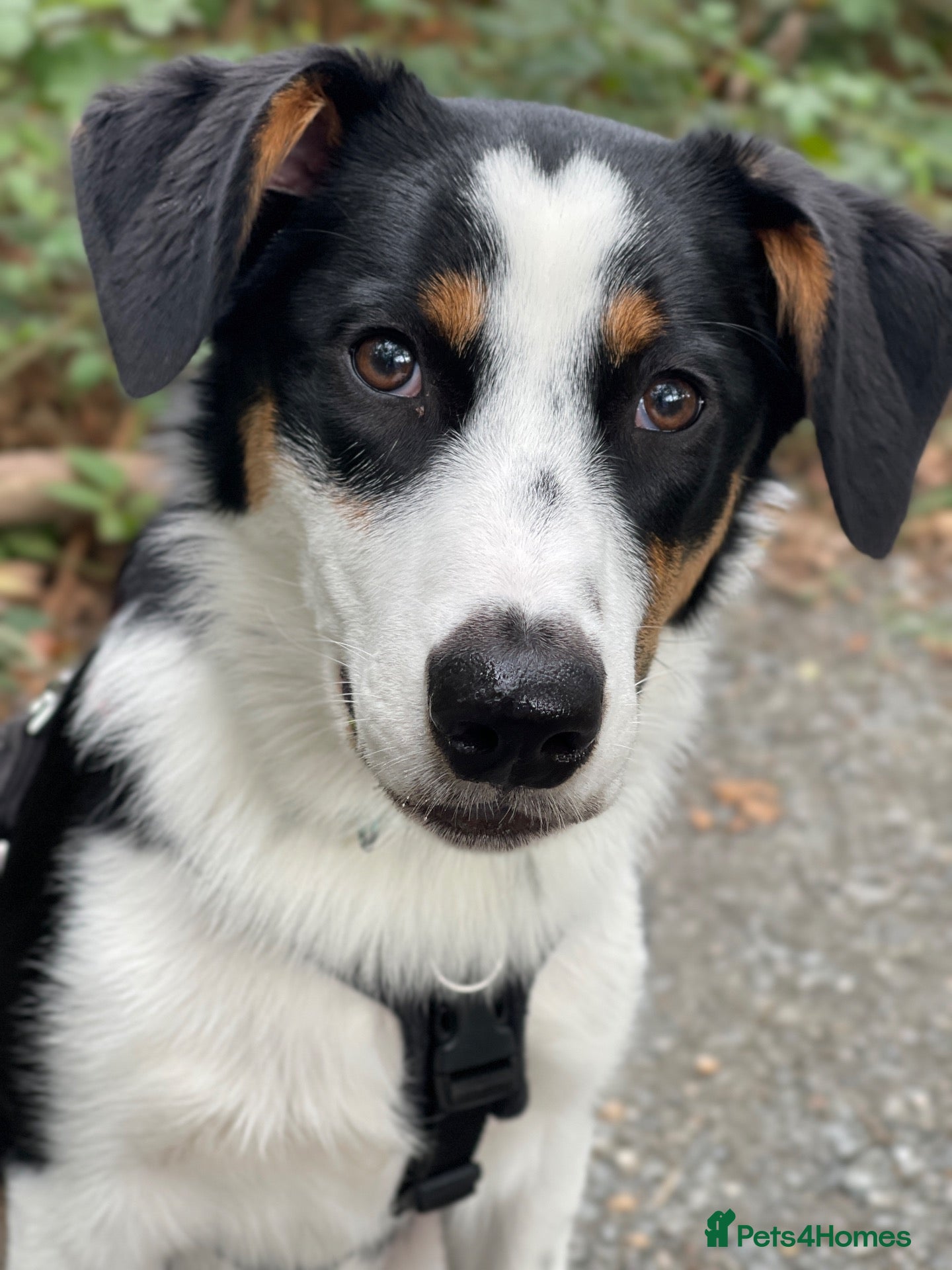 Mixed Breed dogs Border Collie x Aussie girl, 6 months, clever - Advert 1