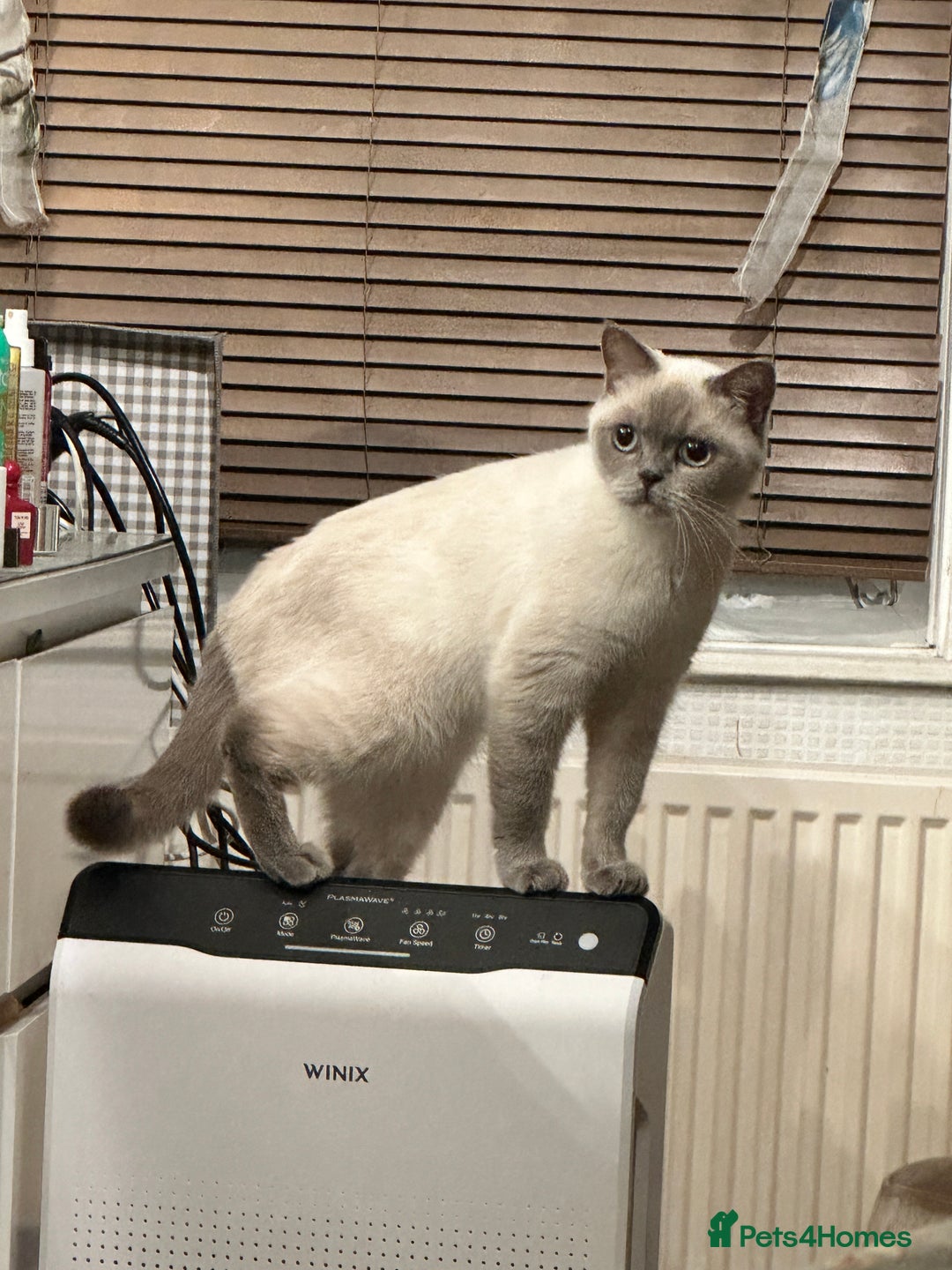 British Shorthair cats for sale: Colourpoint British Shorthair - Image 2