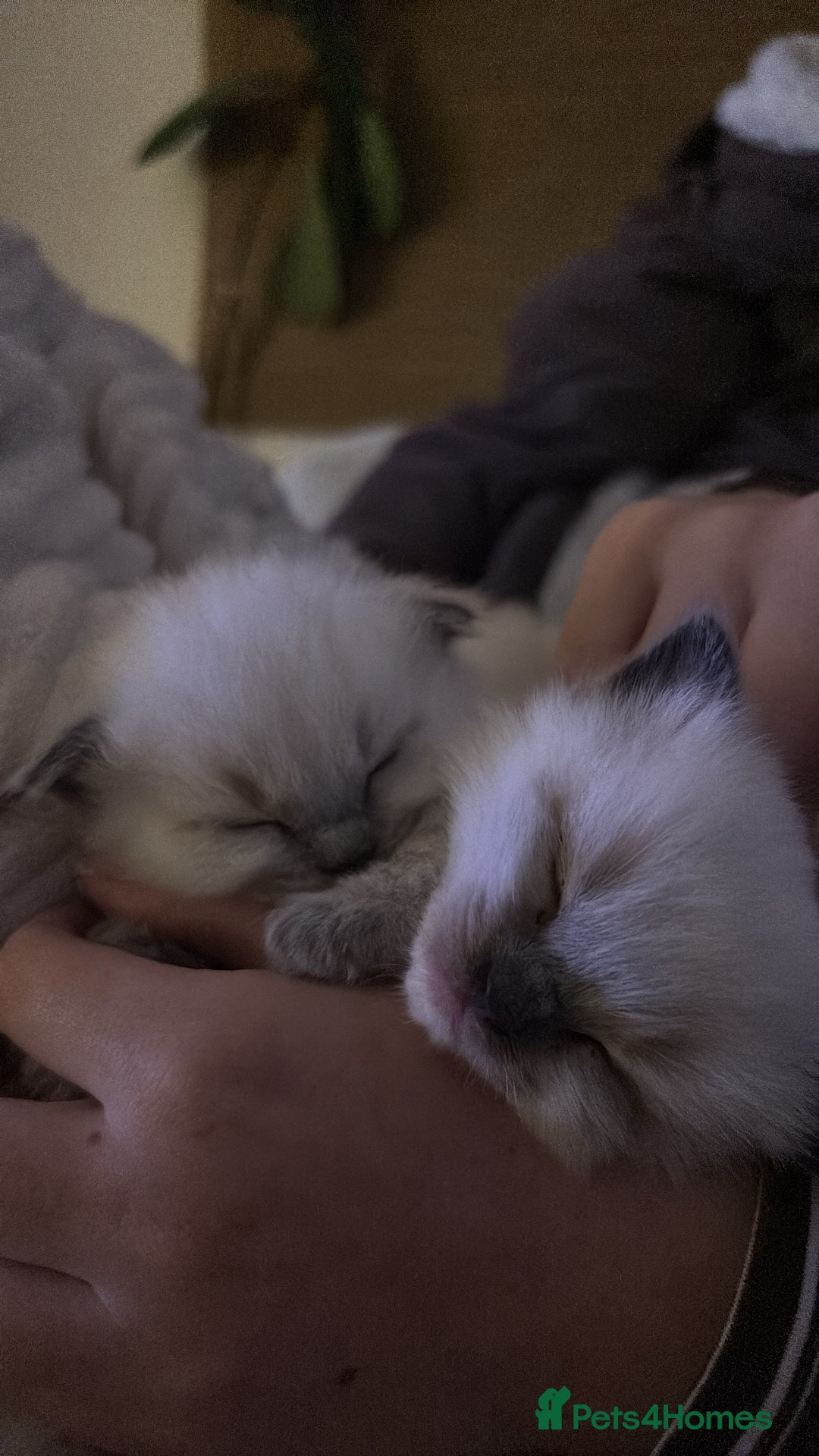 Ragdoll cats for sale: Last mitted Ragdoll girl available - Advert 7