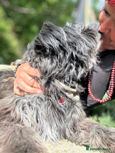 Gallery Image {{count}}