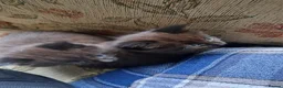 Mixed Breed cats for sale: 3 beautiful kittens  - Advert 5
