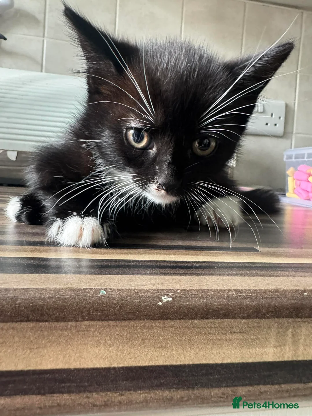 Mixed Breed cats for sale: Kittens - Advert 2