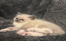 Ragdoll cats for sale: AMAZING QUALITY PEDIGREE HCM/PKD CLEAR KITTENS  - Image 3