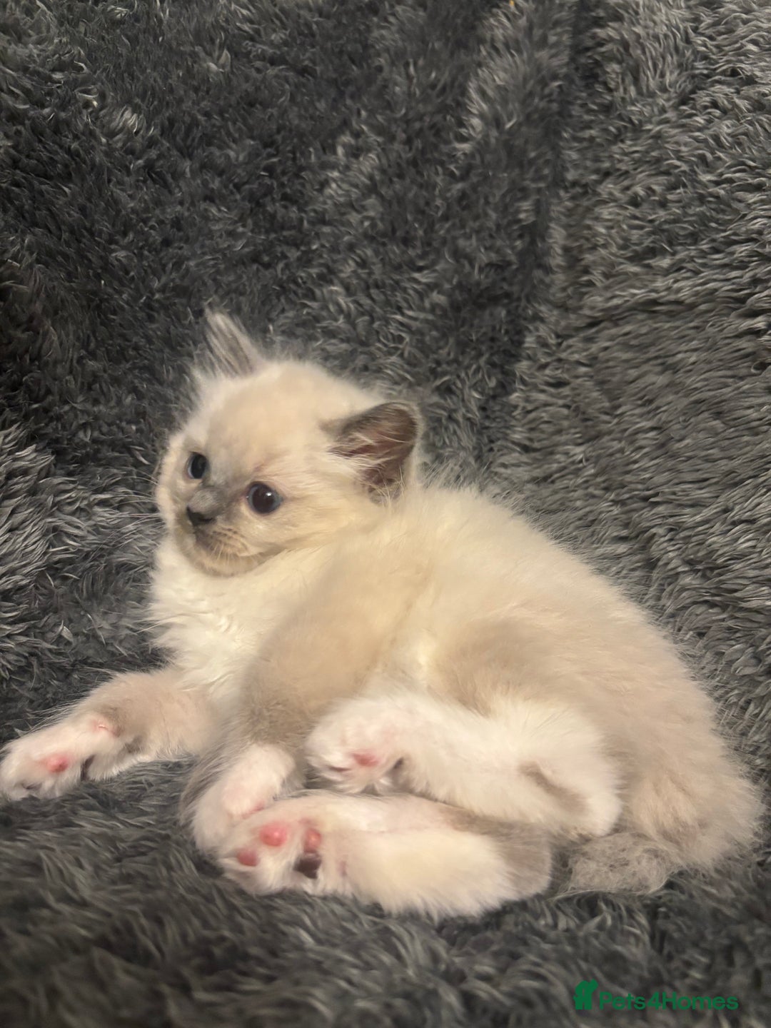Ragdoll cats for sale: AMAZING QUALITY PEDIGREE HCM/PKD CLEAR KITTENS  - Image 3