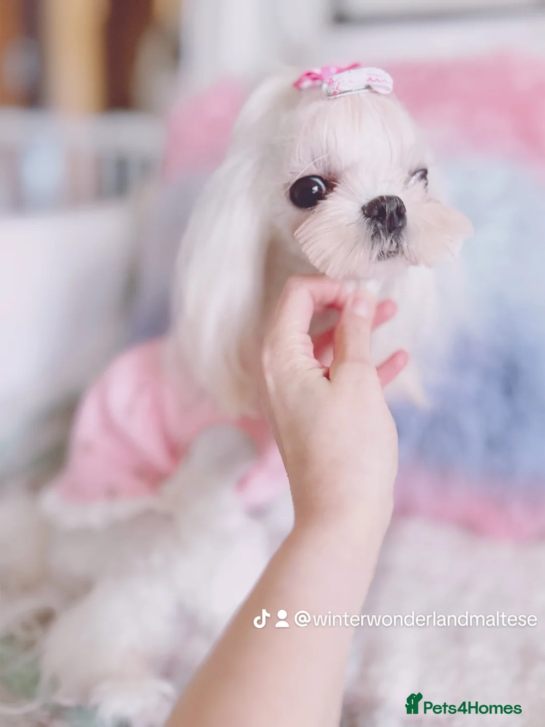 Maltese dogs for sale: 🌸adult Korean Maltese girl KC reg🌸 - Advert 7