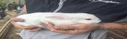 Rex rabbits for sale: Beautiful albino Rex  - Advert 15