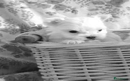 Maltese dogs for sale: Kc registered Maltese boys - Image 10