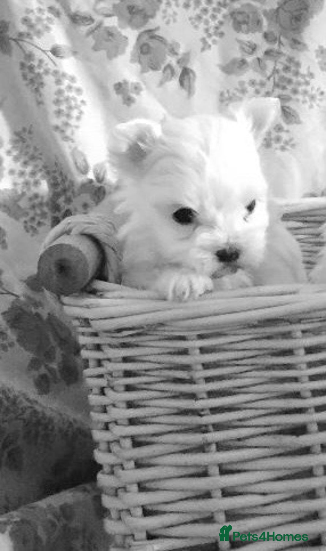 Maltese dogs for sale: Kc registered Maltese boys - Image 10