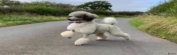 Mixed Breed dogs for sale: Rare Parti Colour CockalierPoos 5* breeder of 25yr - Advert 19
