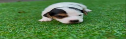 Jack Russell dogs for sale: Jack russell  - Advert 11