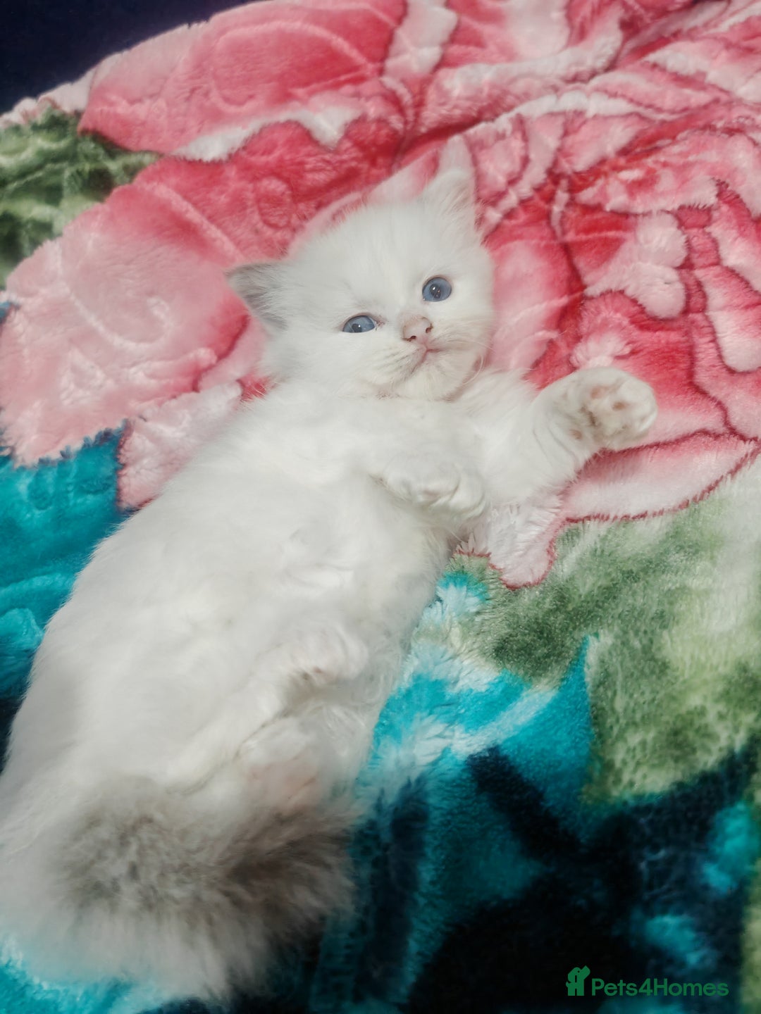 Ragdoll cats for sale: Beauty fluffy ragdoll kittens  - Advert 10