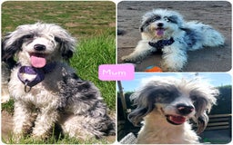 Bordoodle dogs for sale: Toy Bordoodles due Mid October  - Image 1