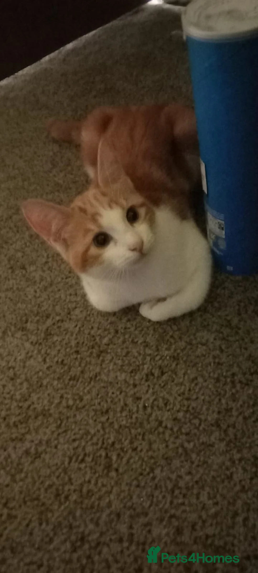 Mixed Breed cats for sale: 6 Month Old Kitten For Sale - Advert 8