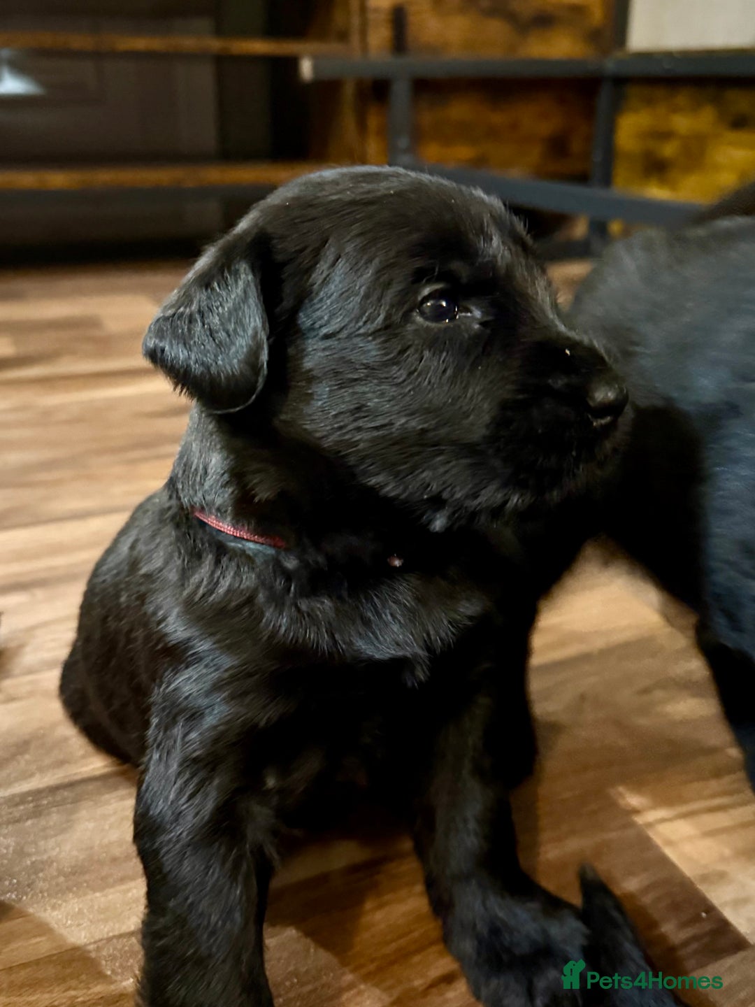 Giant Schnauzer dogs for sale: Show quality KC registered Giant Schnauzers  - Advert 6