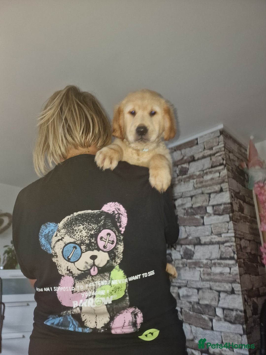 Golden Retriever dogs for sale: 🦮 two beautiful boys available  ❤️❤️ in Aberystwyth - Image 39
