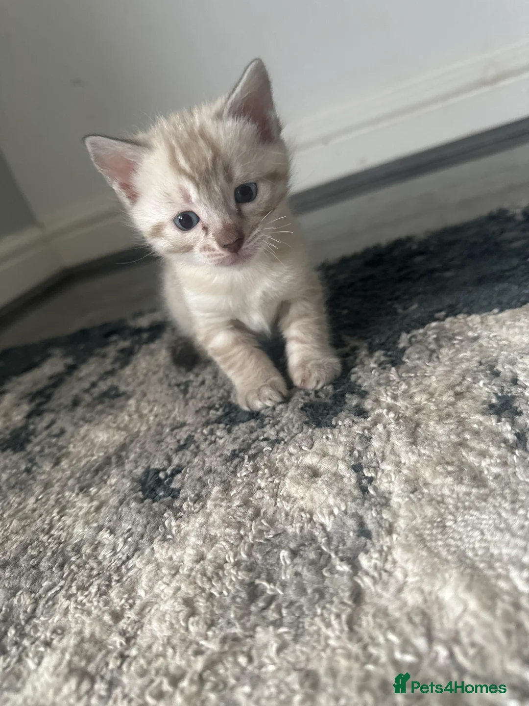 Mixed Breed cats for sale: Beautiful Bengal Ragdoll Mix Kittens for Sale - Advert 10