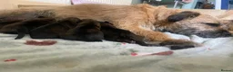 Border Terrier dogs for sale: Border Terrier Puppies - Advert 11