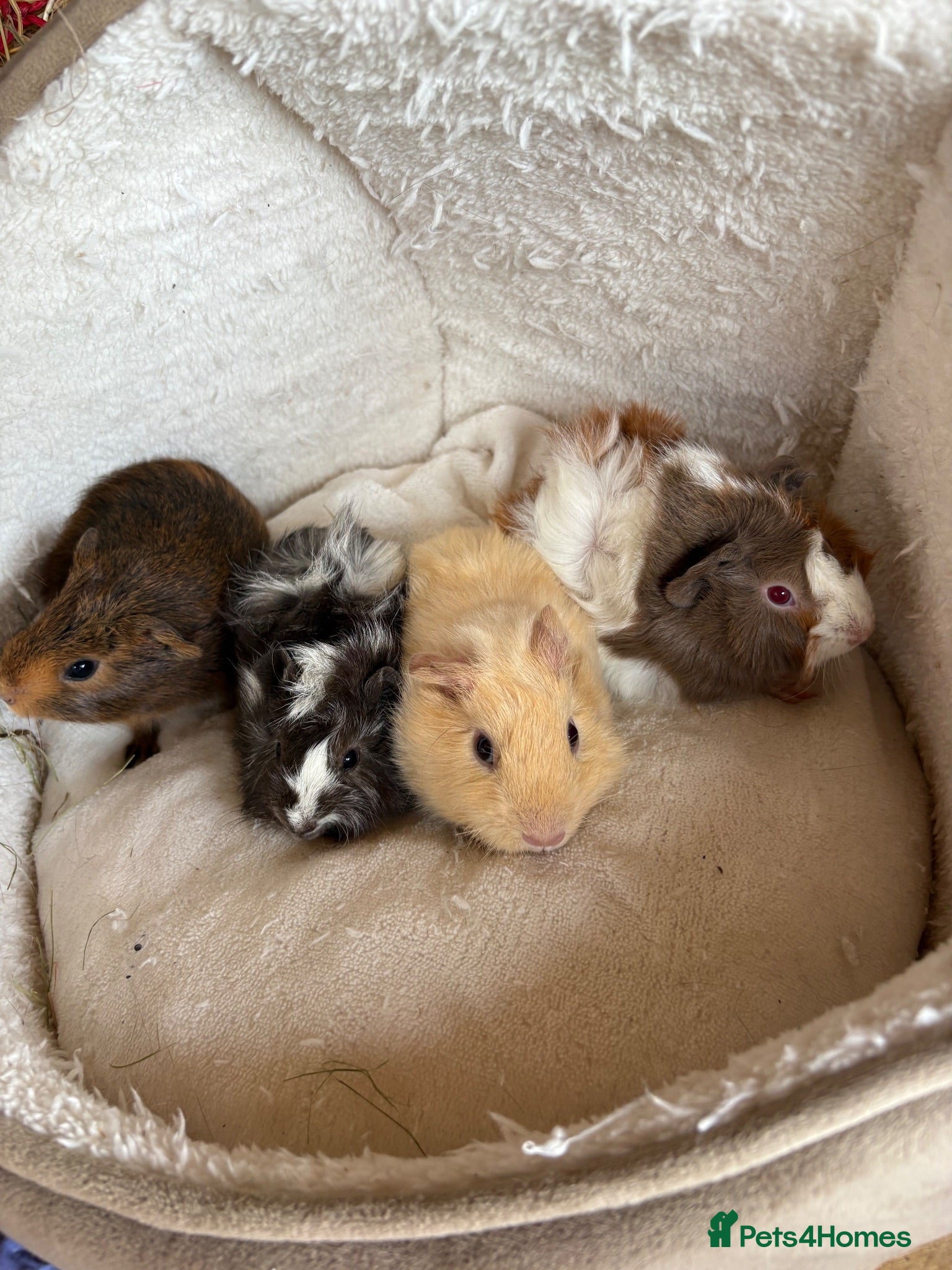 Guinea Pig rodents Beautiful and friendly guinea pig babies  - Advert 1