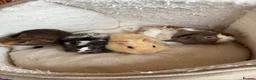 Guinea Pig rodents for sale: Beautiful and friendly guinea pig babies  - Advert 1
