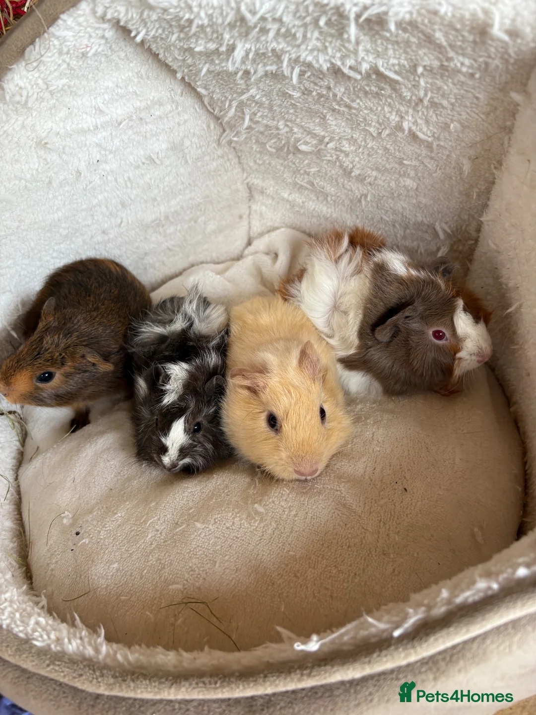 Guinea Pig rodents for sale: Beautiful and friendly guinea pig babies  - Advert 1