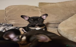 French Bulldog dogs for sale: Beautiful frenchie puppies  - Image 5