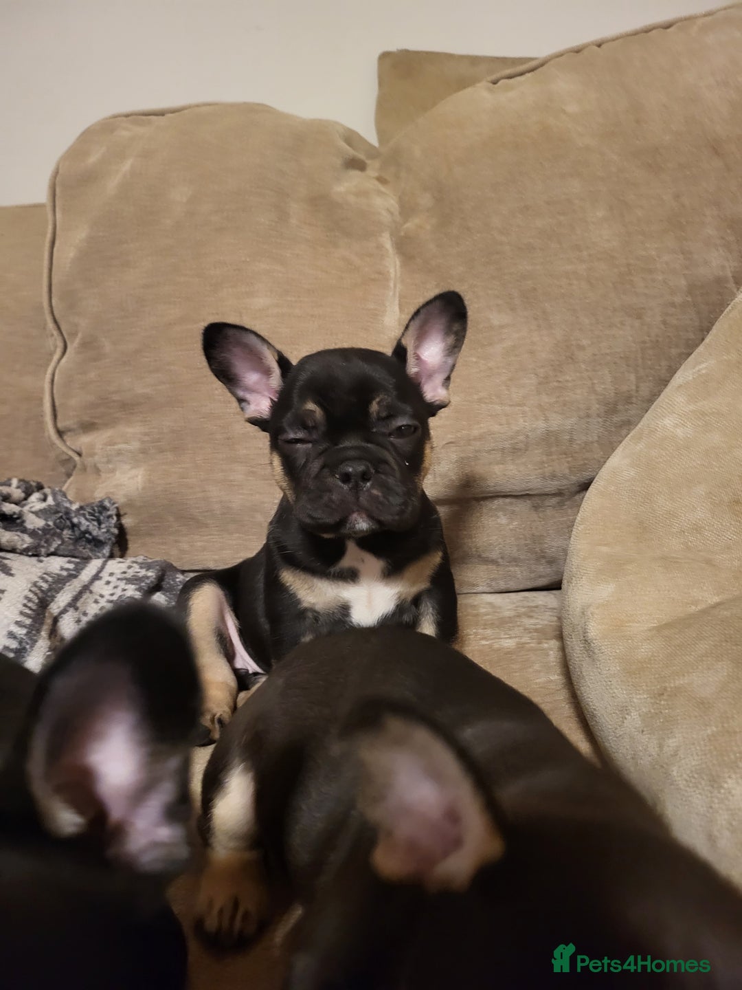 French Bulldog dogs for sale: Beautiful frenchie puppies  - Image 5