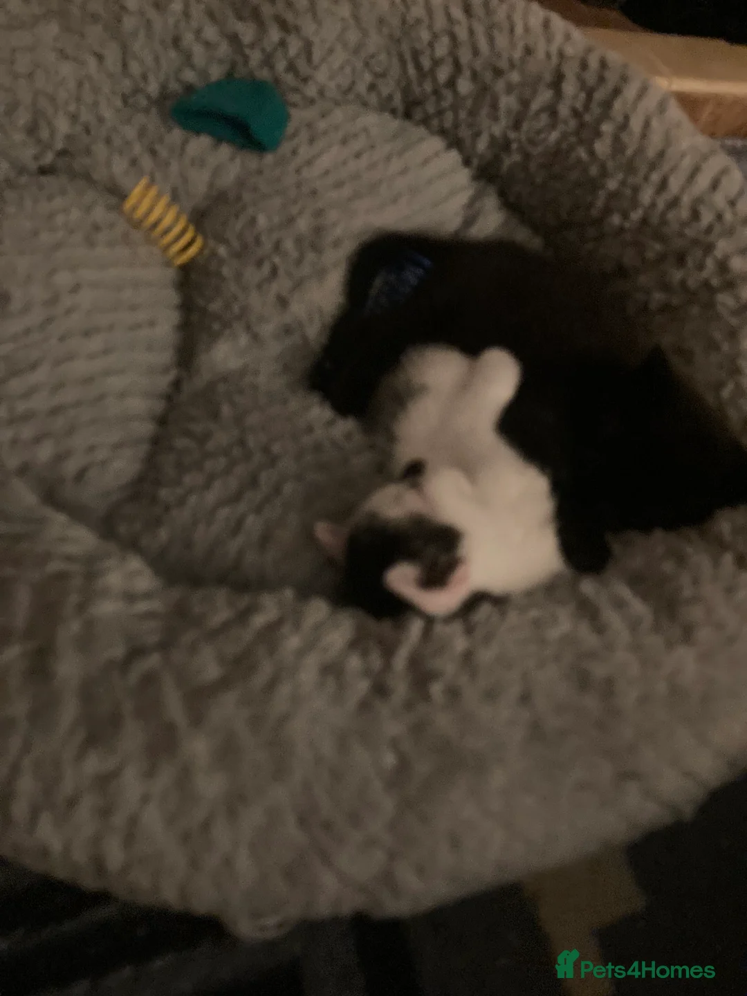 Mixed Breed cats for sale: Beautiful kittens ready to be sold together - Advert 10