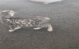 Bengal cats for sale: 2 stunning unique snow bengal kittens left  - Image 8