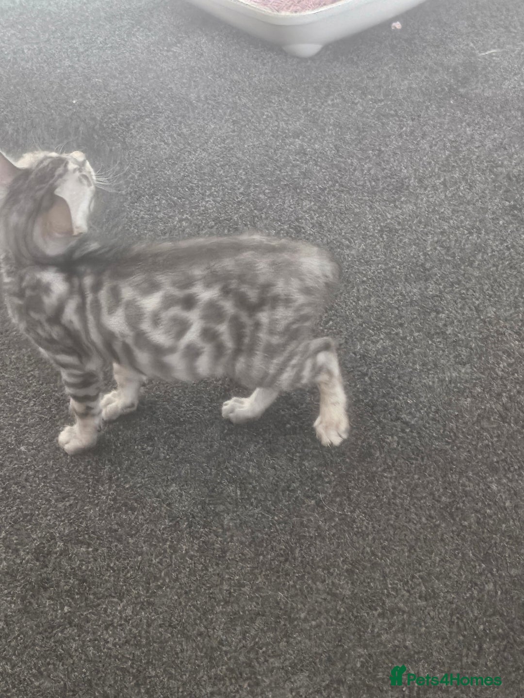 Bengal cats for sale: 2 stunning unique snow bengal kittens left  - Image 8
