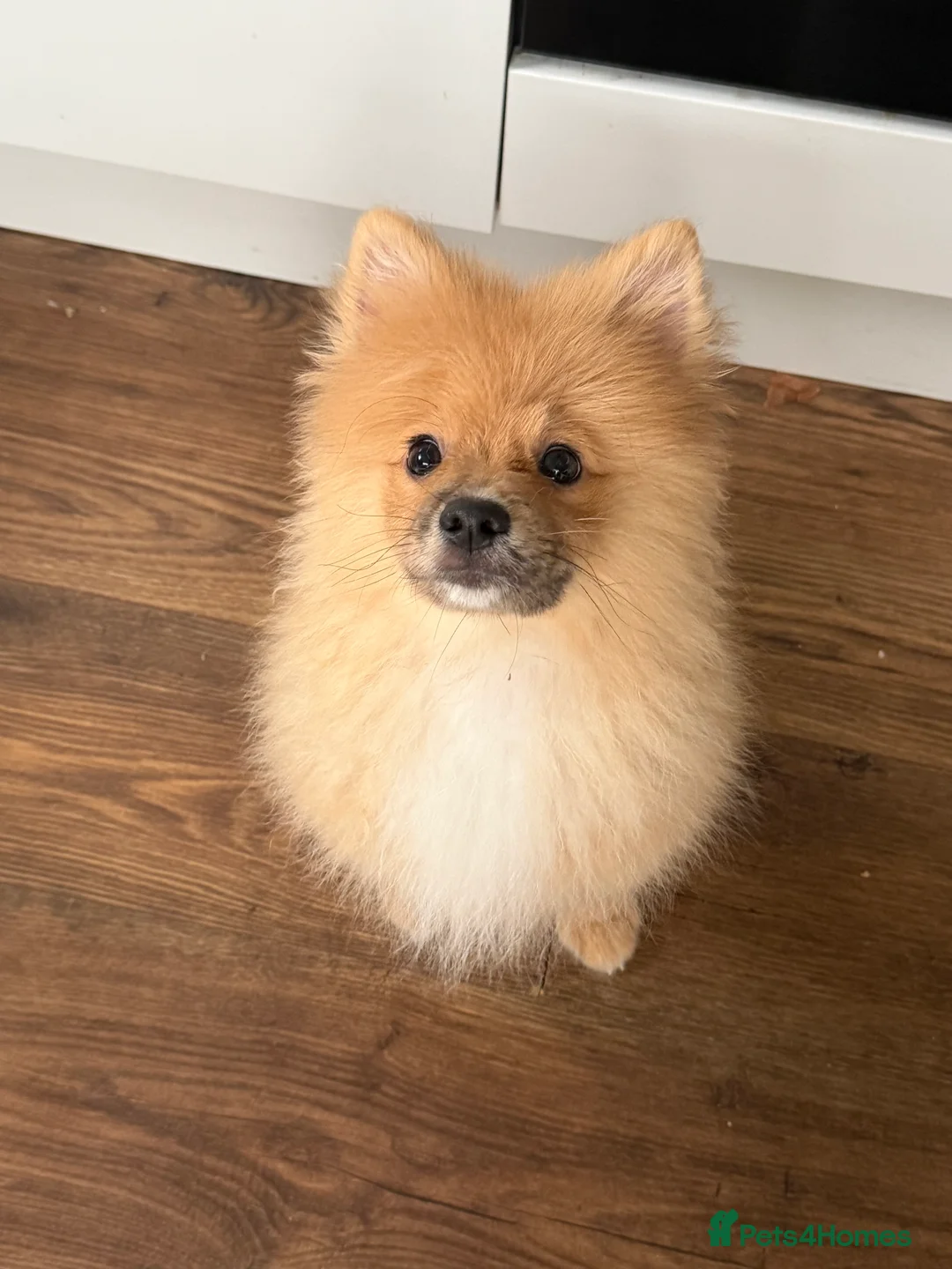 Mixed Breed dogs for sale: Teddy in Harrogate - Advert 2