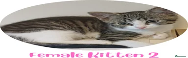 Female 2 Tabby and White Kitten