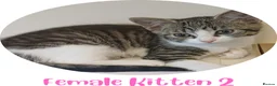 Mixed Breed cats for sale: Ready Now: 4 Adorable 12-Week-Old Kittens in Bilston - Advert 3