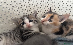 British Shorthair cats for sale: Kittens available BLUES in Axbridge - Image 7