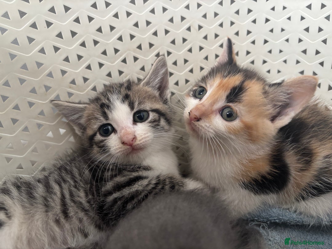 British Shorthair cats for sale: Kittens available BLUES in Axbridge - Image 7