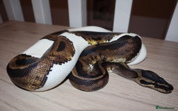 Python Snake reptiles for sale: CB24 male leopard pied - Advert 2