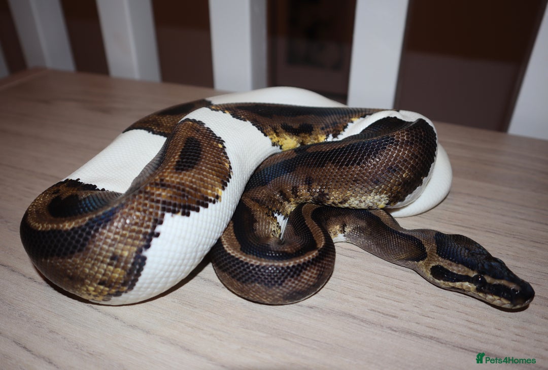 Python Snake reptiles for sale: CB24 male leopard pied - Advert 2