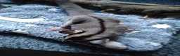 Sugar Glider rodents for sale: Stunning baby sugar gliders  - Advert 26