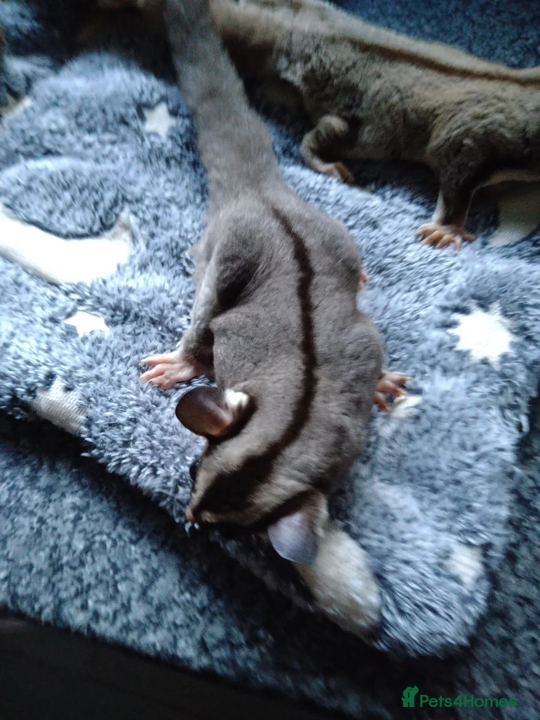 Sugar Glider rodents for sale: Stunning baby sugar gliders  - Advert 26