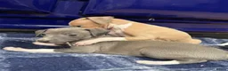 Italian Greyhound dogs for sale: The Most AMAZING colours! - Advert 7